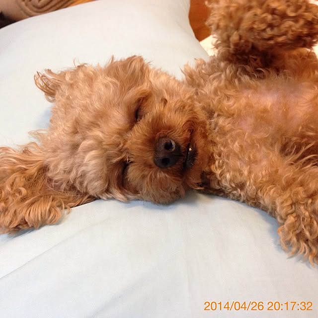sakuraさんの実例写真