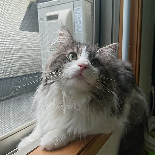 shinobuさんの実例写真