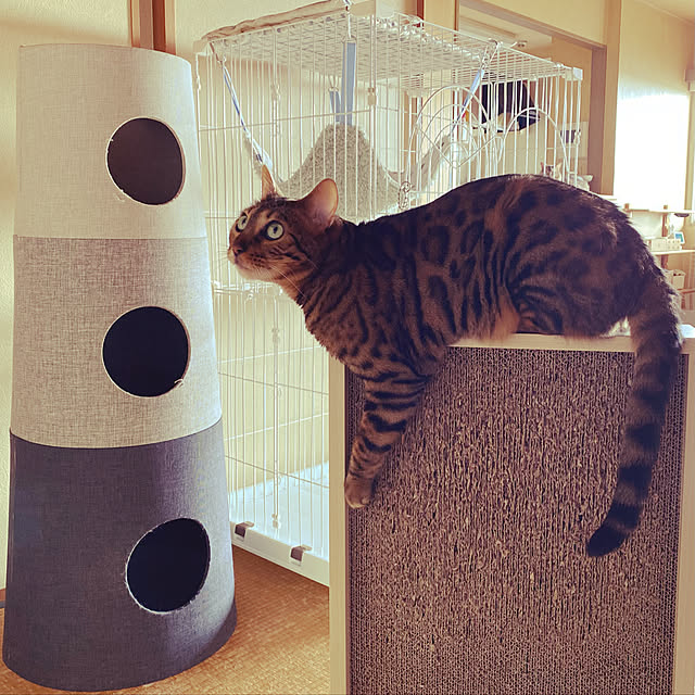 yumuyumuさんの実例写真