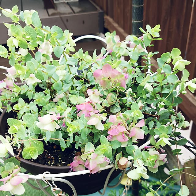 VIORAさんの実例写真