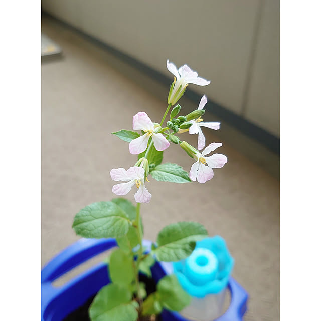 ToReTaRiさんの実例写真
