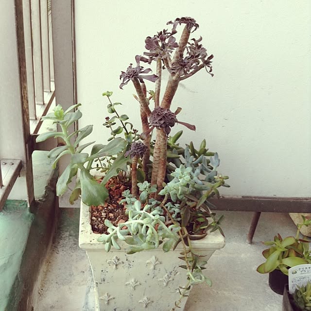 aohaさんの実例写真