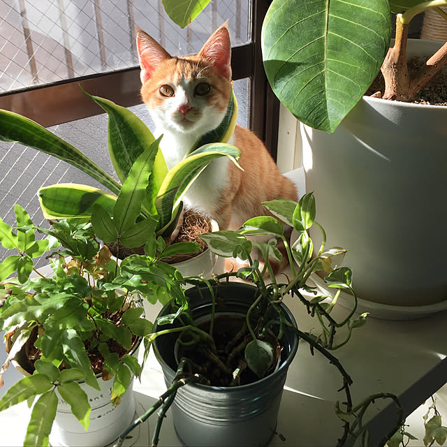 catsmamさんの実例写真