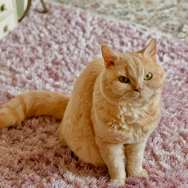 naokoさんの実例写真