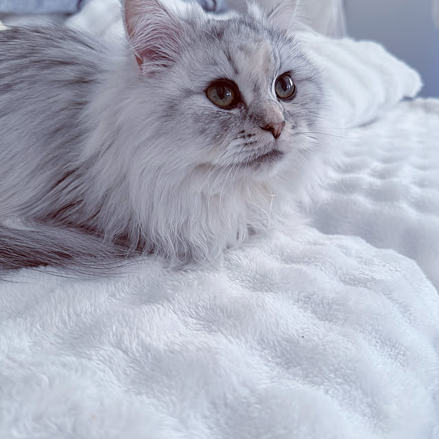 mya___kさんの実例写真