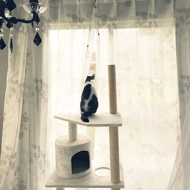 Shihoさんの実例写真