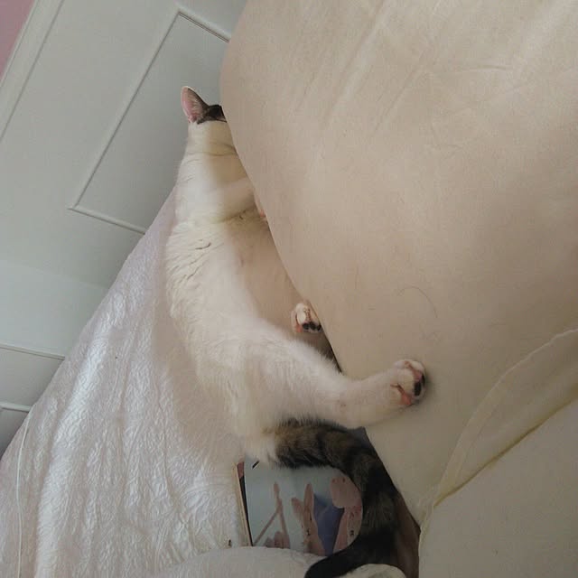 sakuraさんの実例写真
