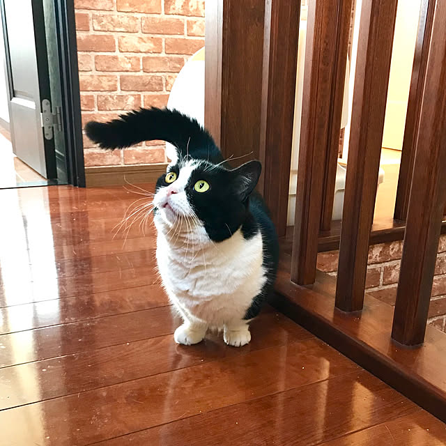 butachanさんの実例写真