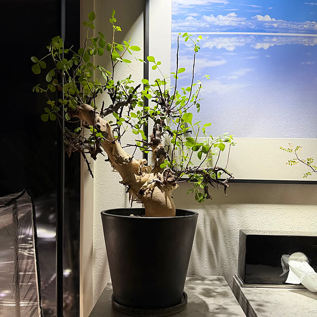 nuruiさんの部屋