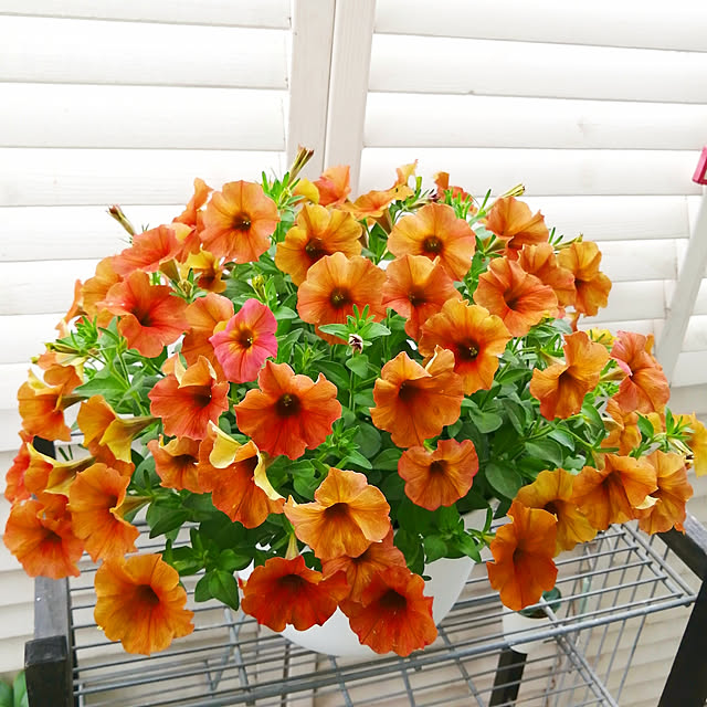 VERANDARJUNさんの実例写真