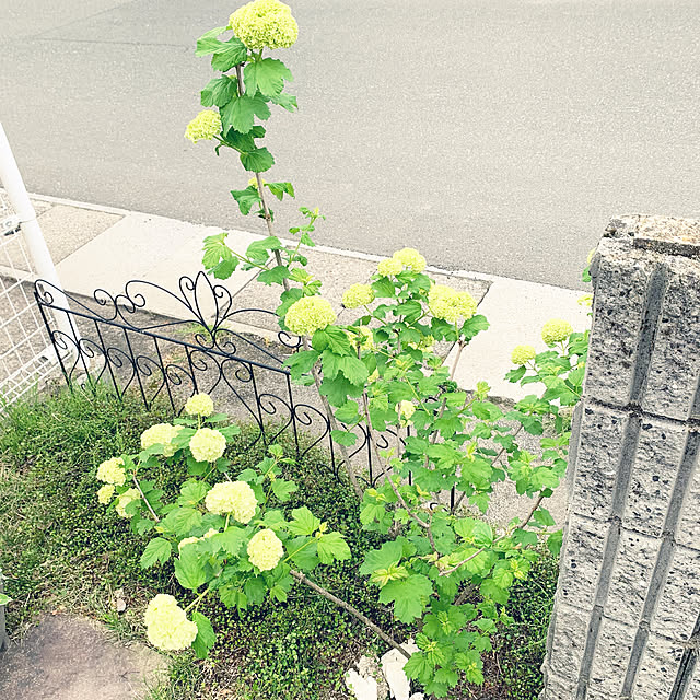 cyaroさんの実例写真