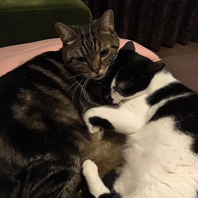 mikomaruさんの実例写真