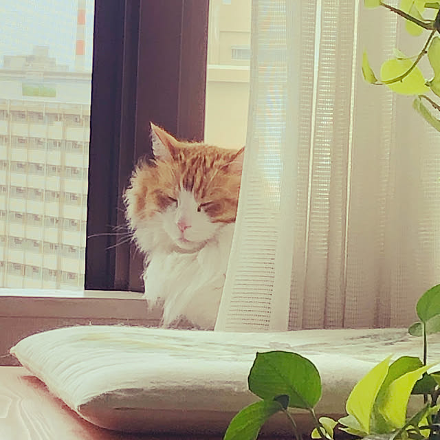 uchidaizuさんの実例写真