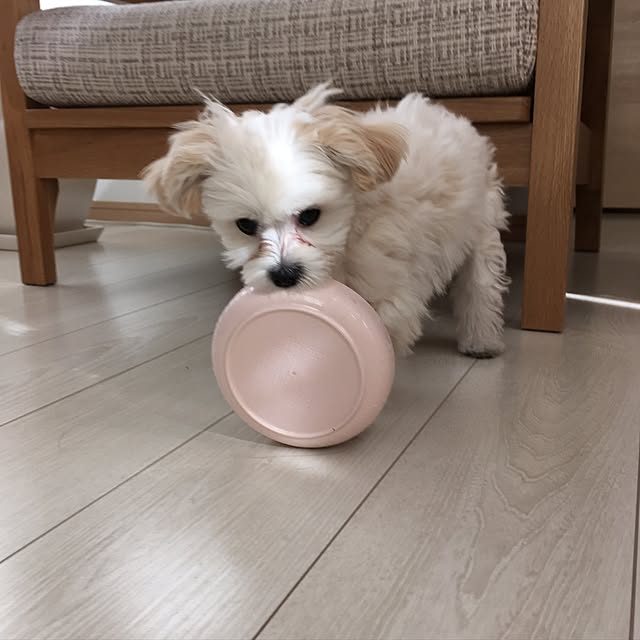 maru-cheeさんの実例写真