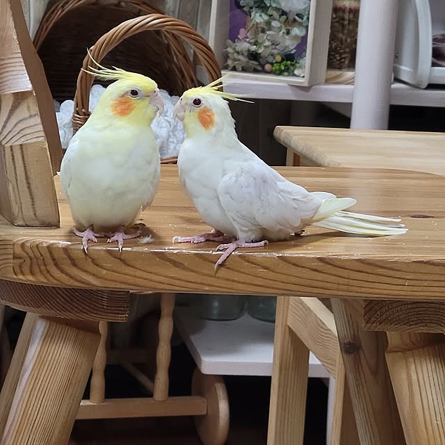 ANTENNAさんの実例写真