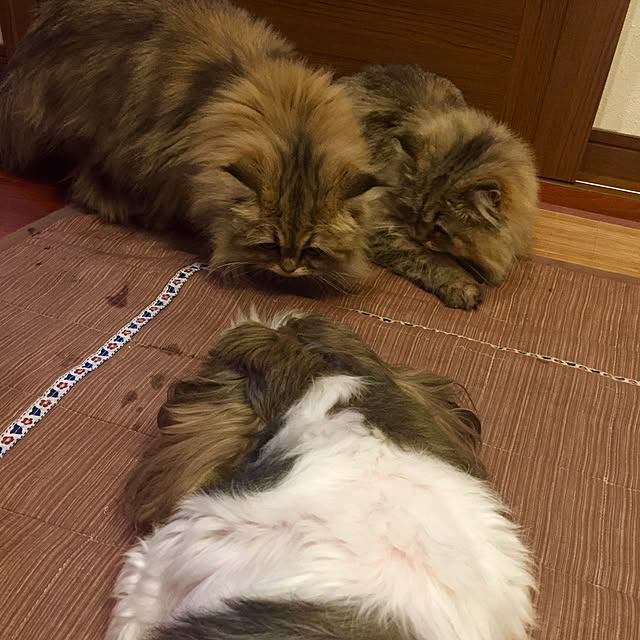 butachanさんの実例写真