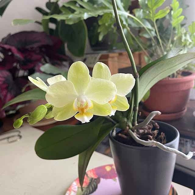 nattunさんの実例写真