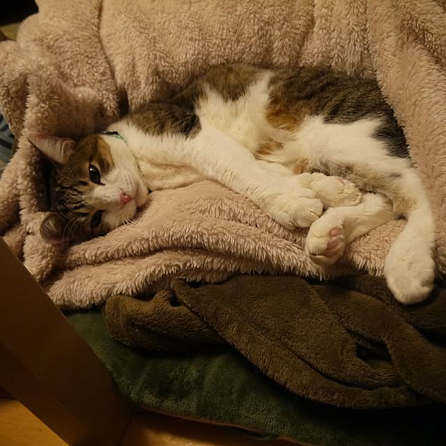 yossyさんの実例写真