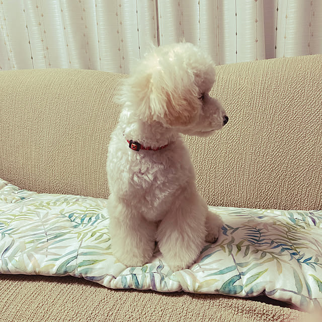 satomiさんの実例写真