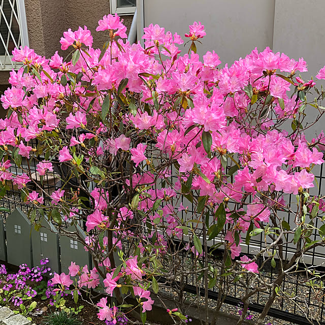 maron915さんの実例写真