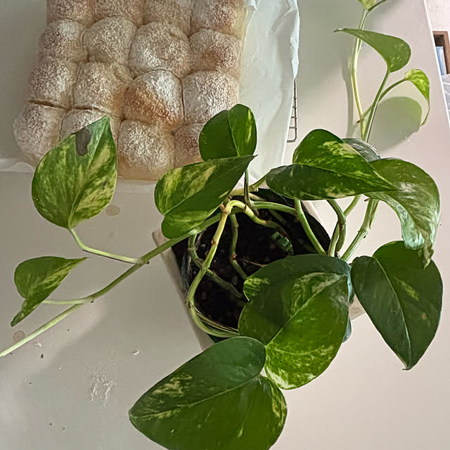syutmmさんの部屋