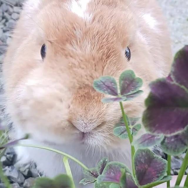 aiさんの部屋