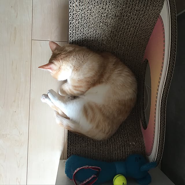 korinkorinさんの実例写真