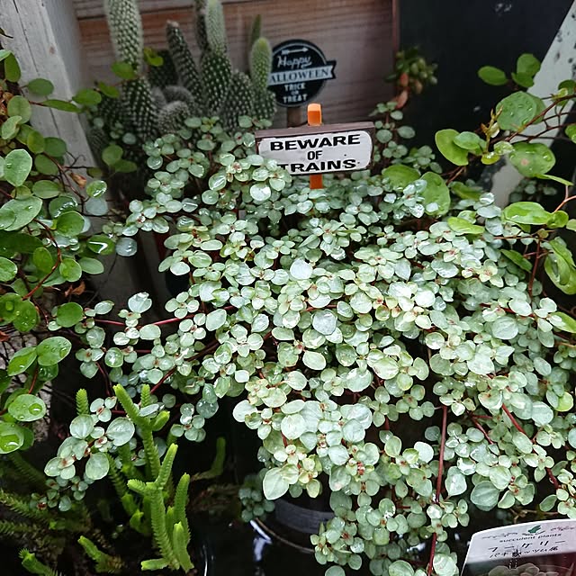karinさんの実例写真