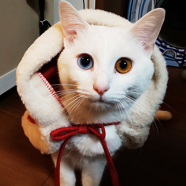 necoさんの実例写真