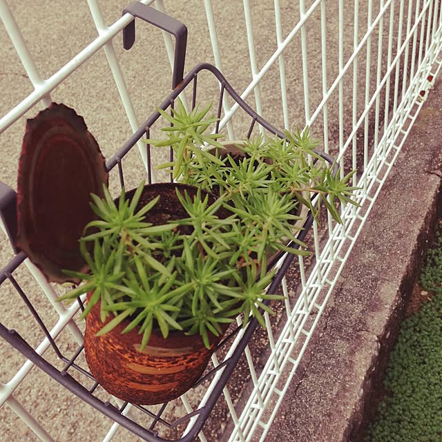 charimiomamaさんの実例写真