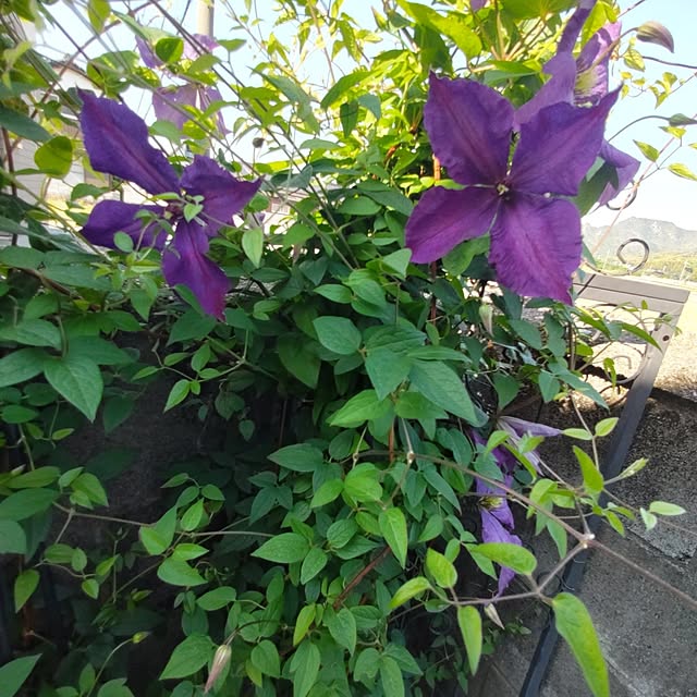 salacocoさんの部屋