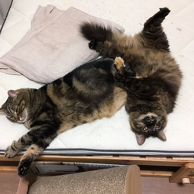 mikomaruさんの実例写真