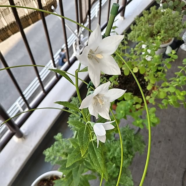 mi-saさんの実例写真