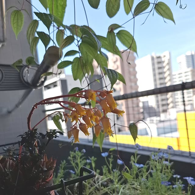 noaさんの実例写真