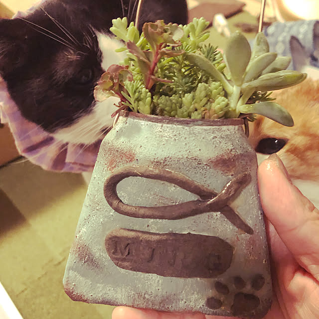mikenekoさんの実例写真