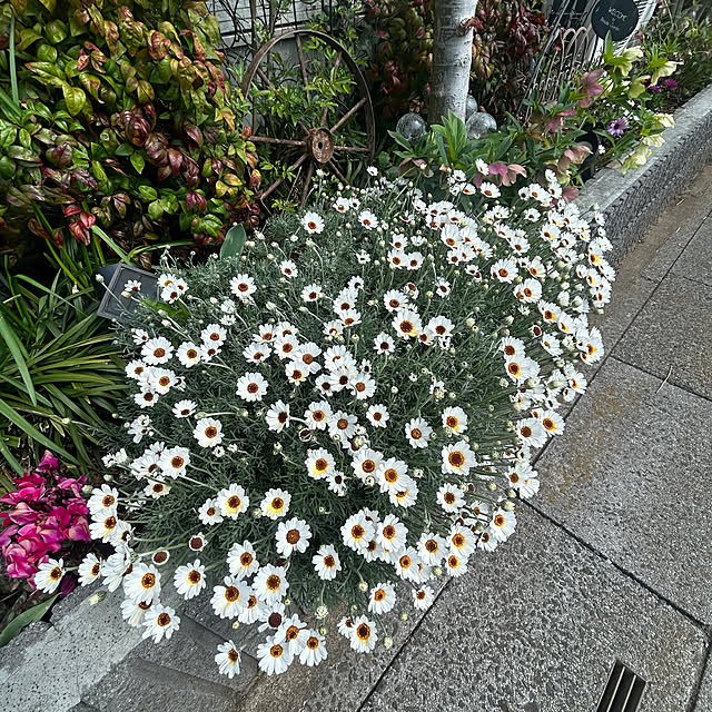 miukiさんの部屋