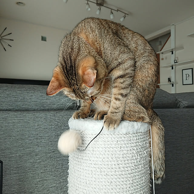 maikyさんの実例写真