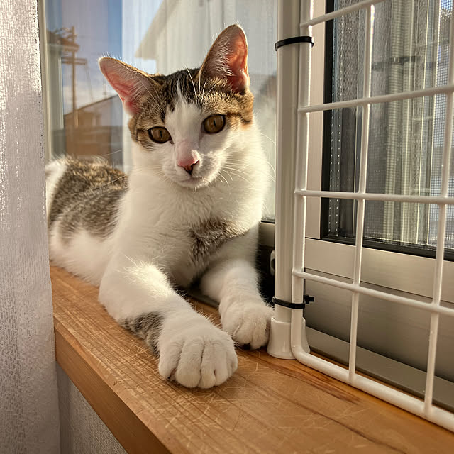 ha_koさんの実例写真