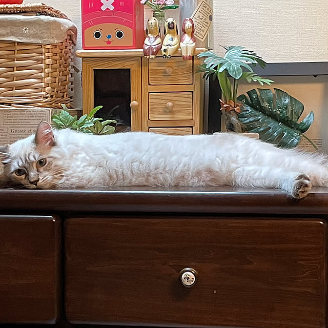 mochaさんの実例写真