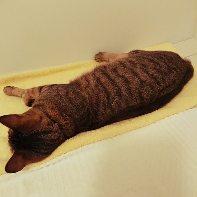 futukoさんの実例写真