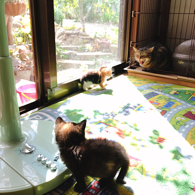 pepeさんの実例写真