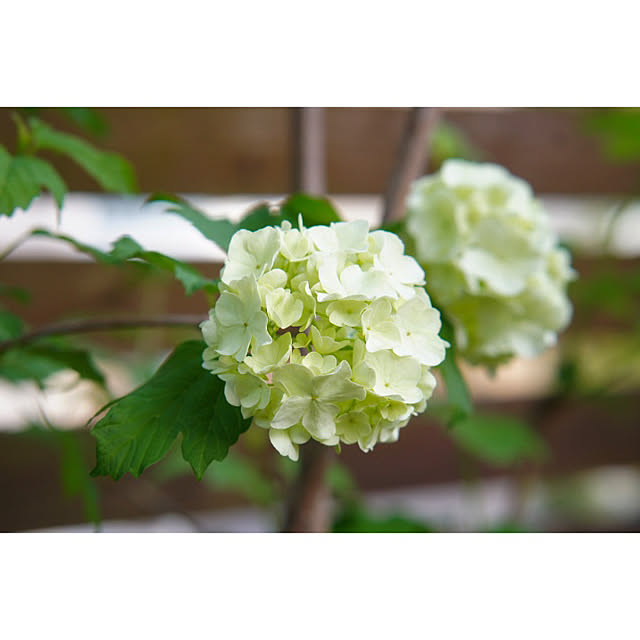 noriflowerさんの部屋