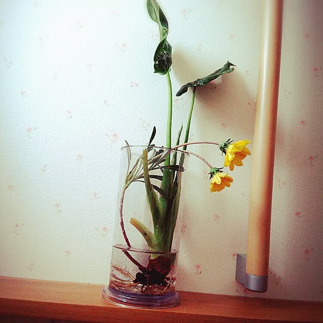 takesanaharuさんの実例写真