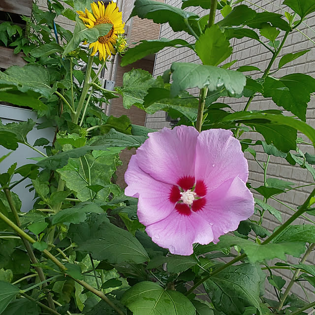 2019.8.29/花のある暮らし/観葉植物のある暮らし/緑のある暮らし/ドライフラワーのある暮らし...などのインテリア実例 - 2019-08-29 07:09:08