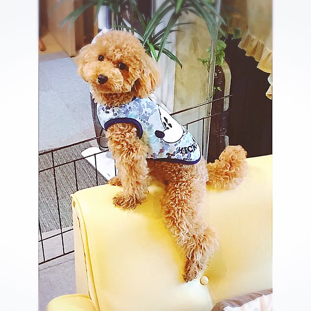 xigyanさんの実例写真