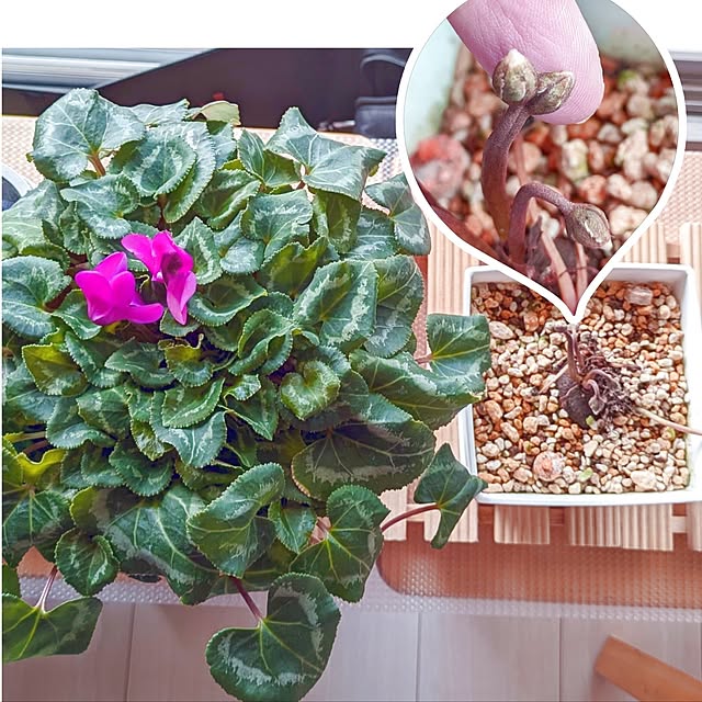 mi-saさんの部屋