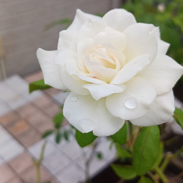 aiさんの部屋