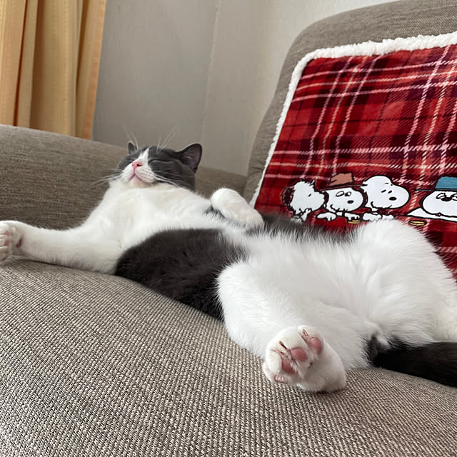 meruさんの実例写真