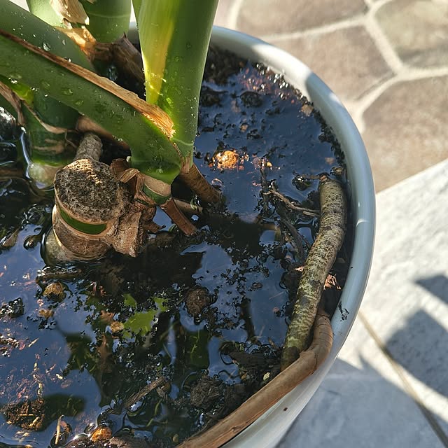 Rubiconさんの部屋