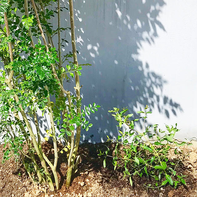 suzurinhomeさんの実例写真